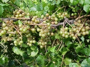 [12348412-3g-container-sold-out] Scuppernong Muscadine Grape - Female Bronze Fruit Vine (3 gallon container)