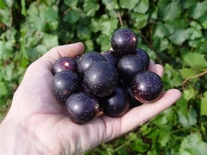 [12348411-3g-container] Jumbo Muscadine Grape Vine (Female) - Vitis rotundifolia (3 gallon container)