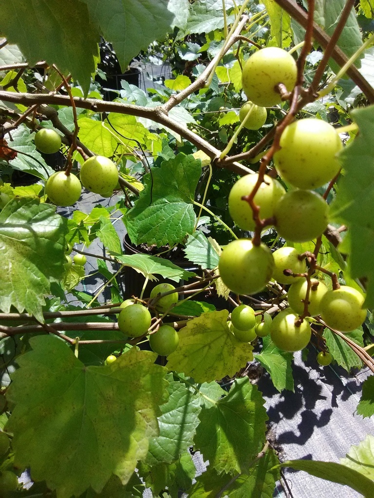 [12348407-3g-container] Carlos Bronze Muscadine Grape - Self-Fertile (3 gallon container)
