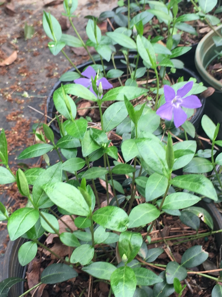 [12348398-1g-container-sold-out] Periwinkle (Vinca minor) – Evergreen Flowering Groundcover (1 gallon container)