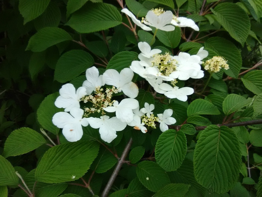 [12348387-3g-container-sold-out] Mariesii Doublefile Viburnum (3 gallon container)