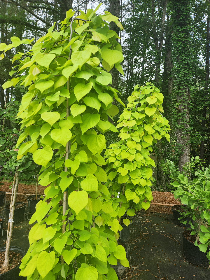 [golden-falls-redbud-7g-container-6-sold-out] Golden Falls Weeping Redbud