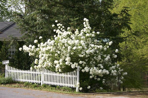 European Common Snowball Bush | Viburnum opulus 'Sterile'