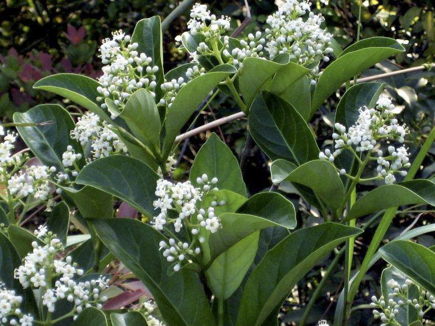 [10/19/26 KC H3] Sweet Viburnum (Viburnum odoratissimum) (7 gallon container)