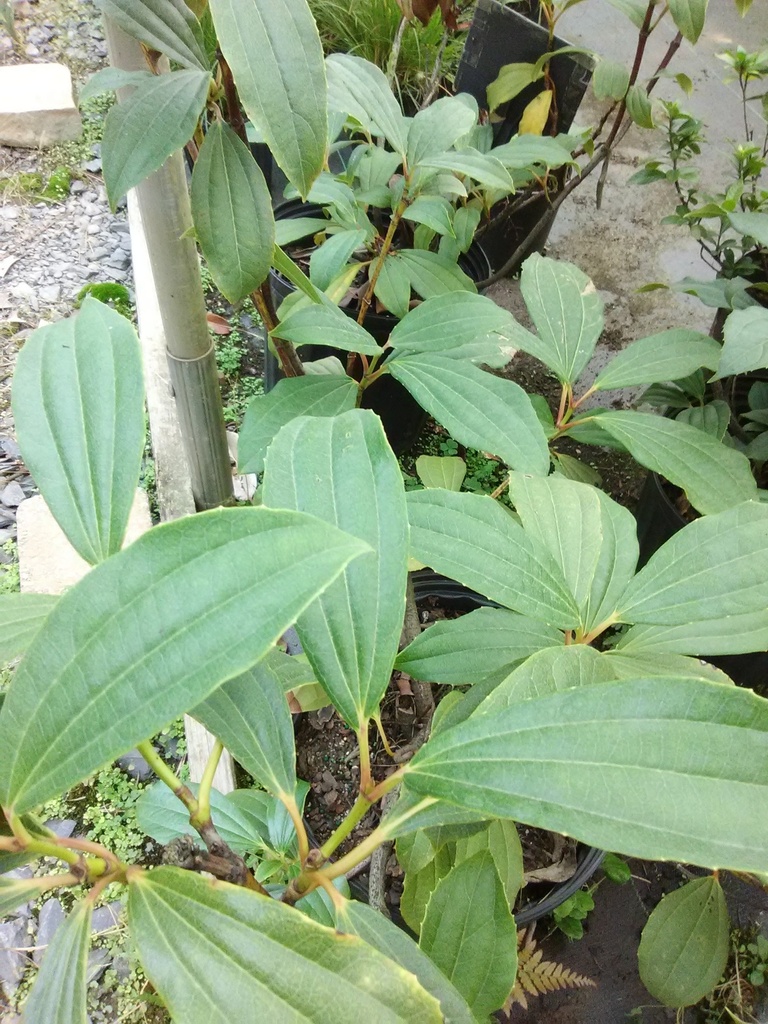 [12348383-3g-container-sold-out] David Viburnum (Viburnum davidii) - Evergreen Shrub