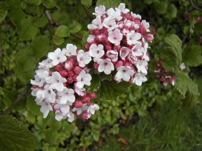 Korean Spice Viburnum (Viburnum carlesii)