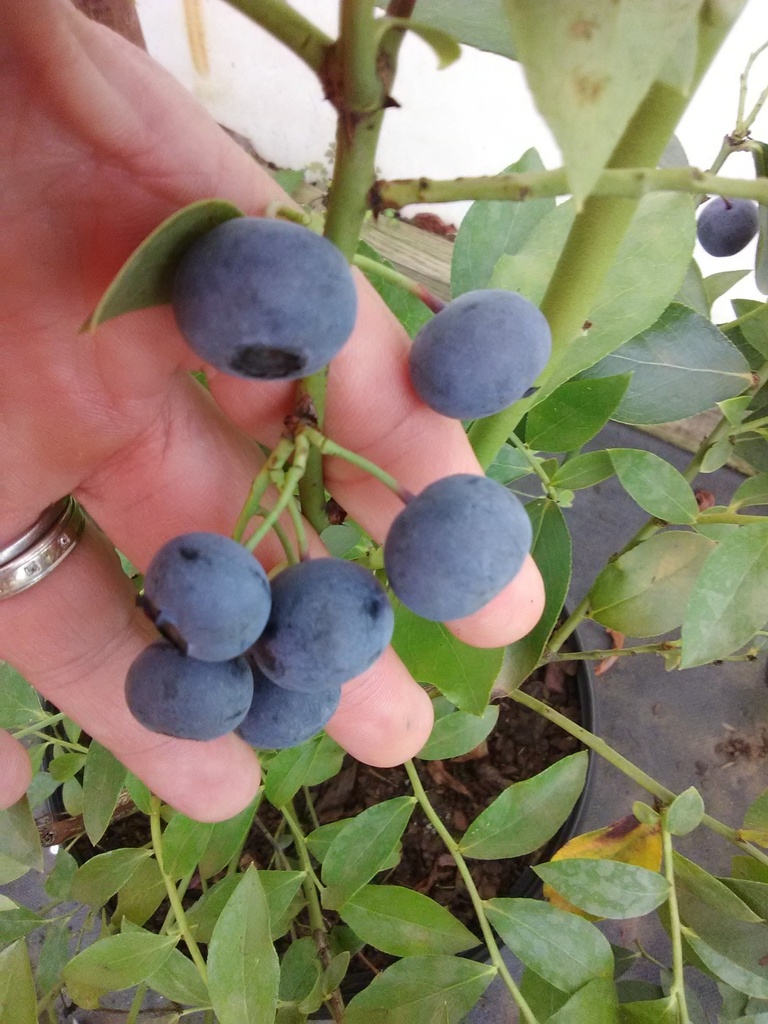 [12348379-3g-container] Premier Rabbiteye Blueberry - Vaccinium ashei 'Premier' (3 gallon container)