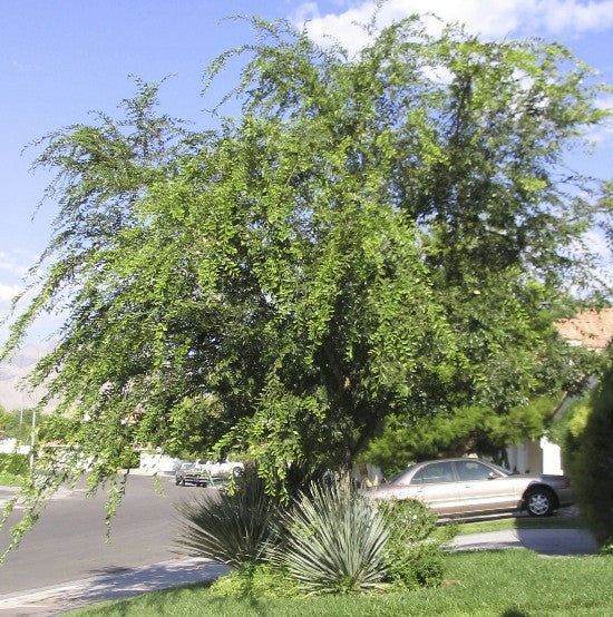 [12348376-15g-container-sold-out] Chinese Elm (Ulmus parvifolia) - Field Grown B&B