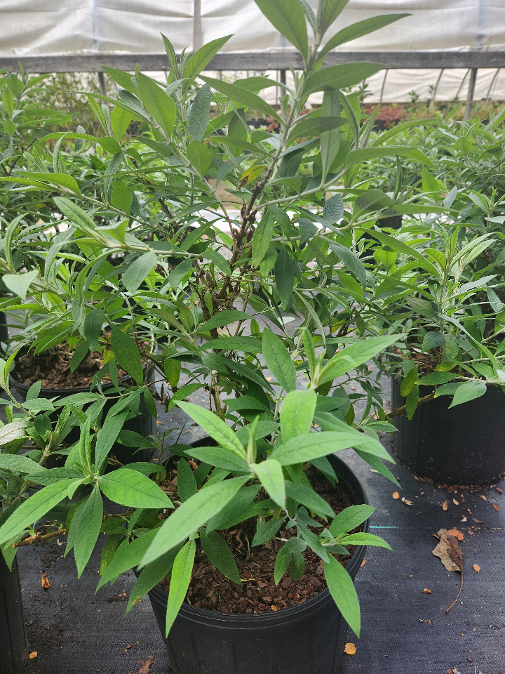 [dapper-white-butterfly-bush-3g-container] Dapper White Butterfly Bush | Buddleia davidii 'Dapconwhi'
