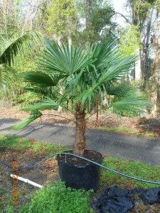 [12348374-3g-container] Windmill Palm - Cold Hardy Evergreen Palm Tree (3 gallon container)
