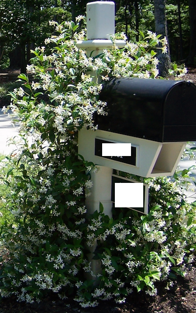 [12348373-2g-container-sold-out] Confederate Star Jasmine (Trachelospermum jasminoides) (2 gallon container)