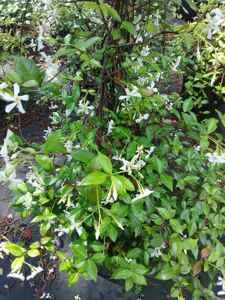 [12348372-1g-container-sold-out] Asiatic Jasmine 'Yellow Star' – Fragrant Evergreen Groundcover (1 gallon container)