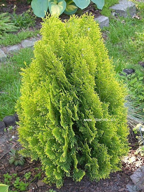 [12348369-3g-container] Berckman's Golden Arborvitae (Thuja orientalis 'Aurea Nana') (3 gallon container)