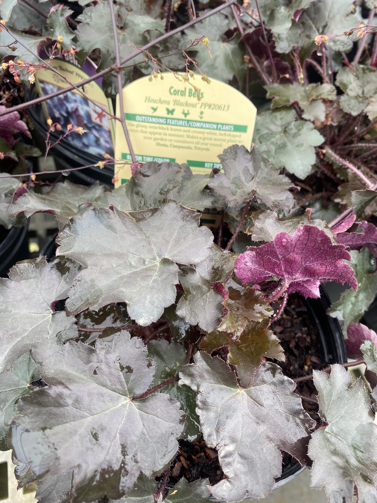 Blackout Coral Bells (Heuchera 'Blackout')