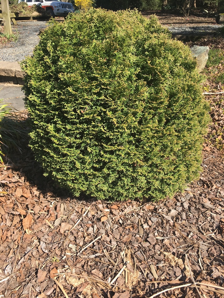 Hetz's Midget Arborvitae (Thuja occidentalis 'Hetz's Midget')