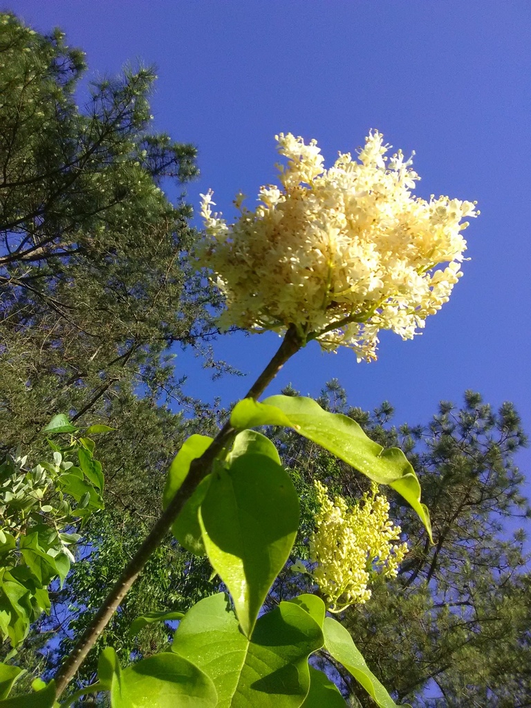 [12348351-3g-container-sold-out] Ivory Silk Japanese Tree Lilac (3 gallon container)