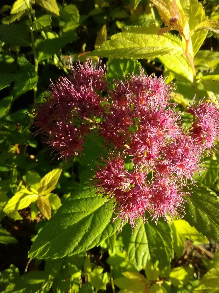 [12348347-3g-container-sold-out] Goldflame Spirea - Deer Resistant Flowering Shrub (3 gallon container)
