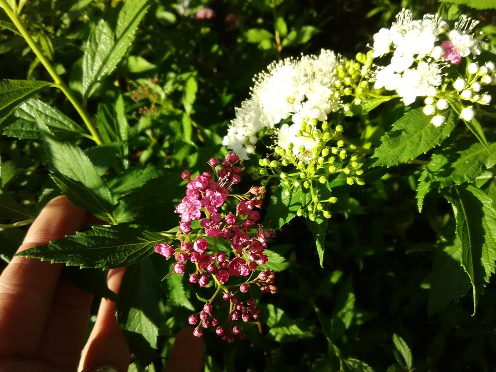 Anthony Waterer Spirea - Pink Flowering Shrub