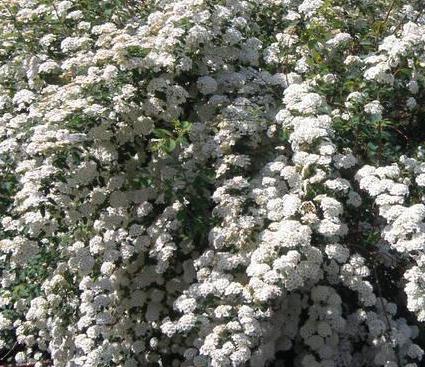 [12348345-2g-container-sold-out] Snowmound Spirea – White Flowering Deciduous Shrub (2 gallon container)