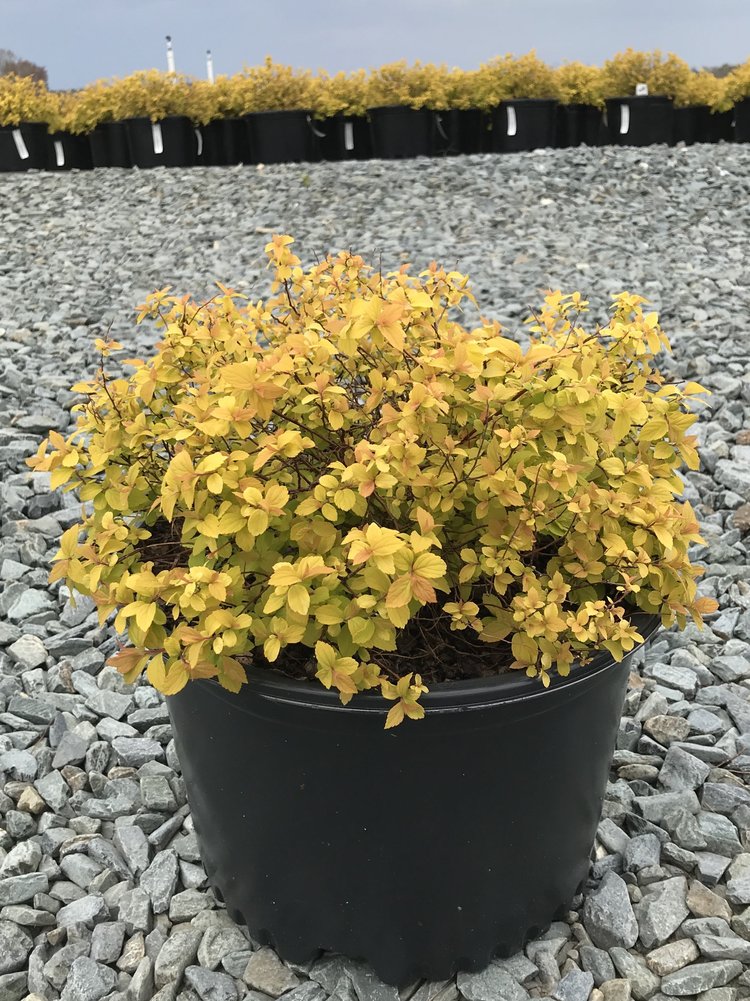 Goldmound Spirea - Golden Foliage Dwarf Flowering Shrub