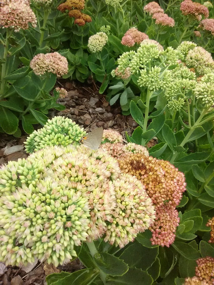 Autumn Joy Sedum (Hylotelephium 'Herbstfreude')