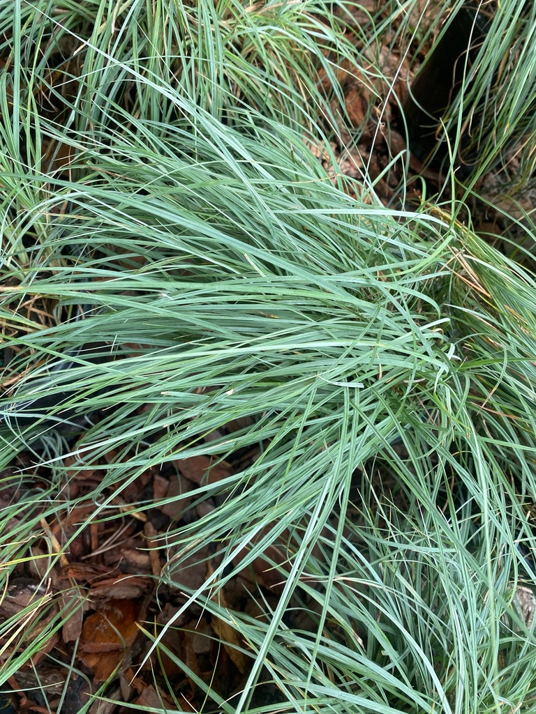 [blue-sedge-1g-container] Blue Zinger Sedge (Carex flacca 'Blue Zinger')