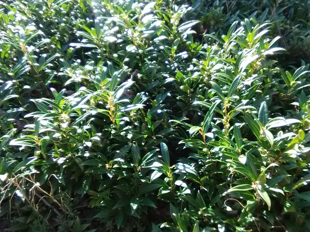 Himalayan Sweet Box (Sarcococca hookeriana var. humilis)