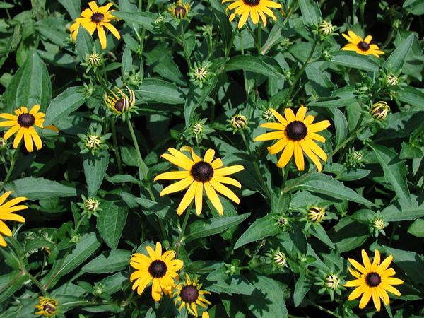 Black-Eyed Susan 'Goldsturm' (Rudbeckia fulgida)