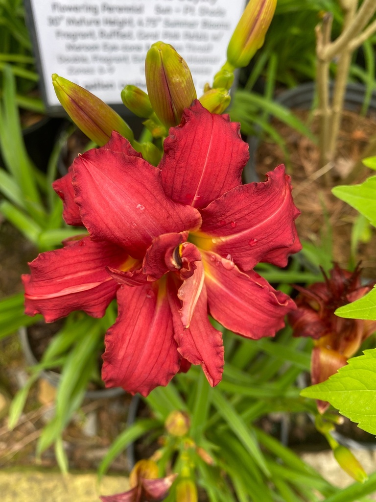 [double-pardon-me-daylily-1g-container] Double Pardon Me Daylily - Fragrant Red Reblooming Perennial