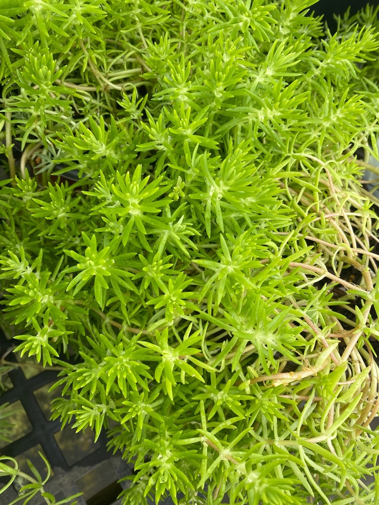 [copy-of-lemon-ball-stone-crop-1g-container] Sedum mexicanum 'Lemon Ball' - Lemon Ball Stonecrop