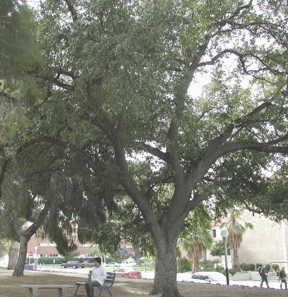 Live Oak - B&B