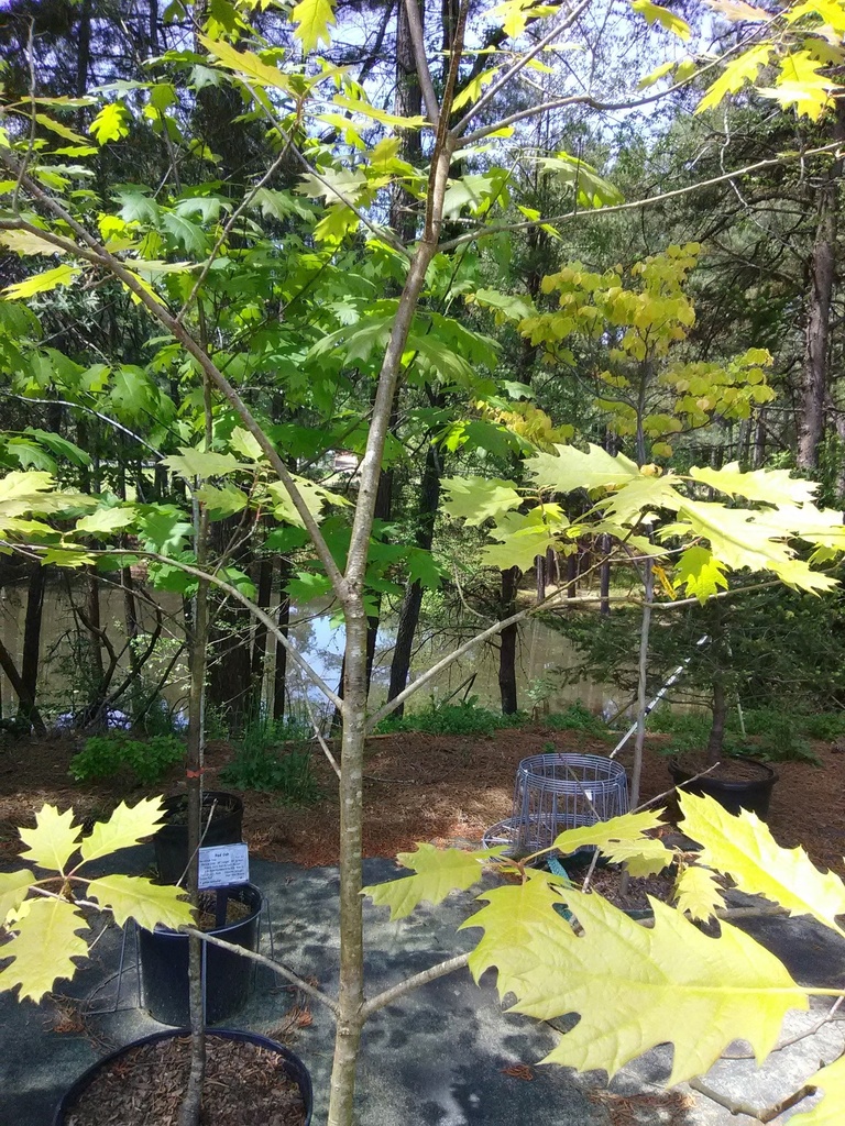 [12348294-7g-container-sold-out] Northern Red Oak - Quercus rubra | Fast-Growing Native Shade Tree (7 gallon container)