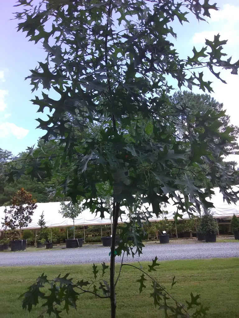 Pin Oak (Quercus palustris) - B&B