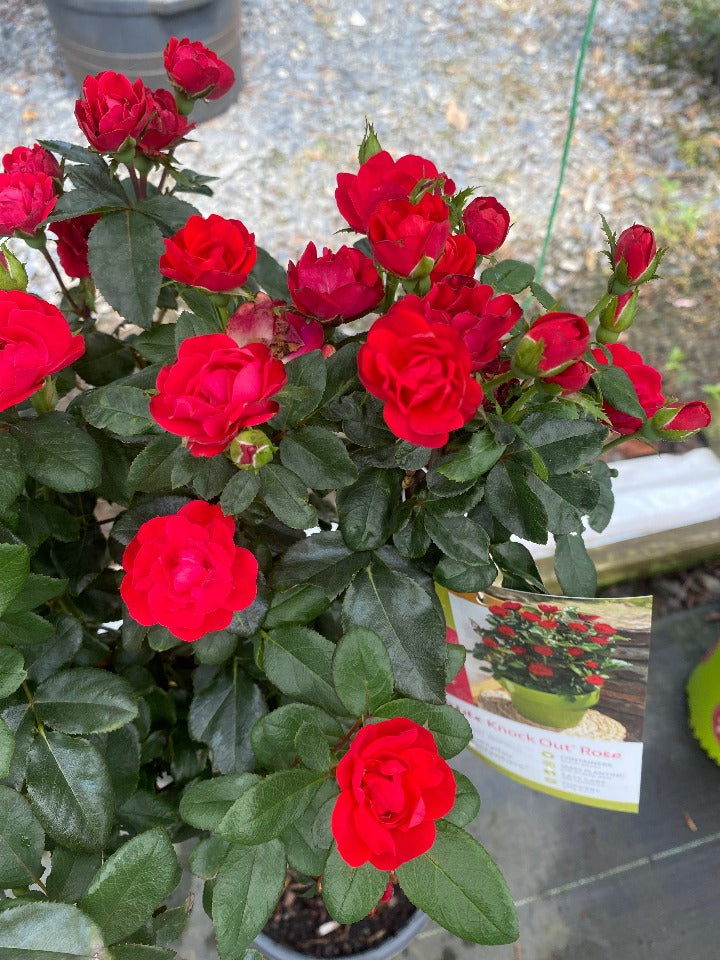 [petite-knock-out-rose-1-2g-container-sold-out] Petite Knock Out Rose – Miniature Red Flowering Shrub (2 gallon container)