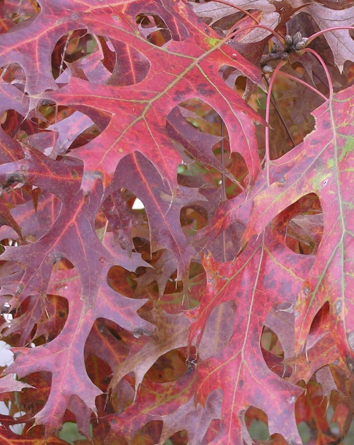 [12348291-3g-container-sold-out] Scarlet Oak - Quercus coccinea | Native Shade Tree (3 gallon container)