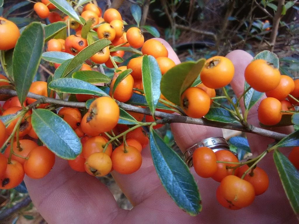 [12348282-7g-container-sold-out] Santa Cruz Pyracantha – Low-Spreading Evergreen Firethorn (7 gallon container)
