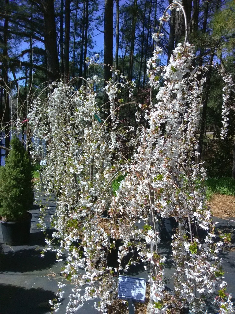 Snow Fountain Weeping Cherry