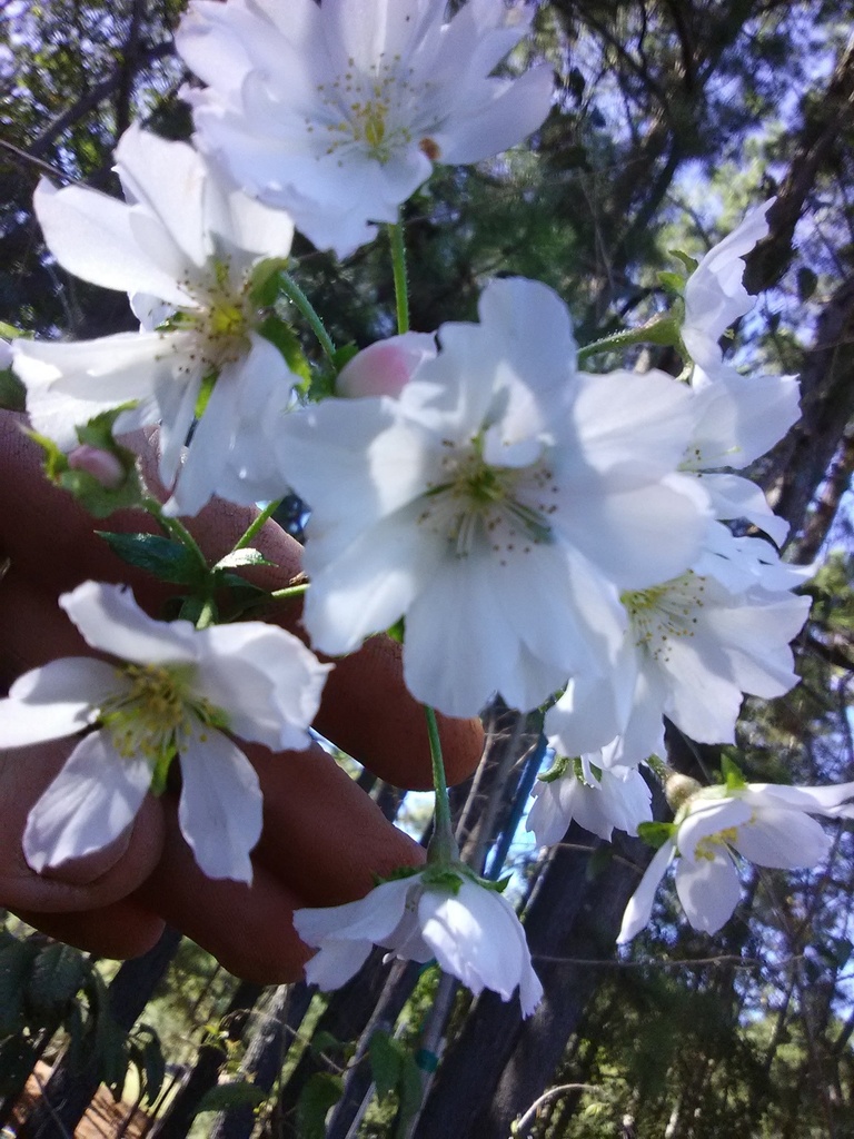 [12348273-7g-container-sold-out] Autumn Cherry - Prunus subhirtella 'Autumnalis' (7 gallon container)