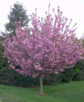 Kwanzan Cherry - Double Pink Flowering Tree