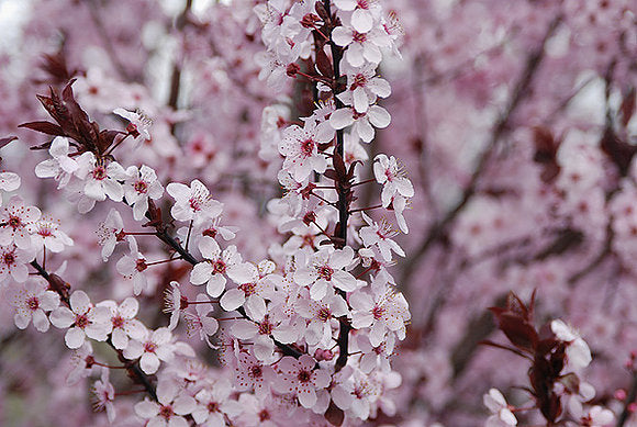 [12348263-7g-container-sold-out] Krauter Vesuvius Purple-Leaf Plum (7 gallon container)