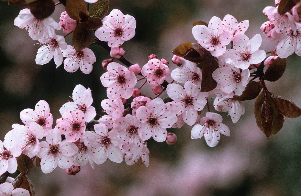Thundercloud Purple Leaf Plum - Prunus cerasifera