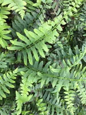 Christmas Fern - Polystichum acrostichoides
