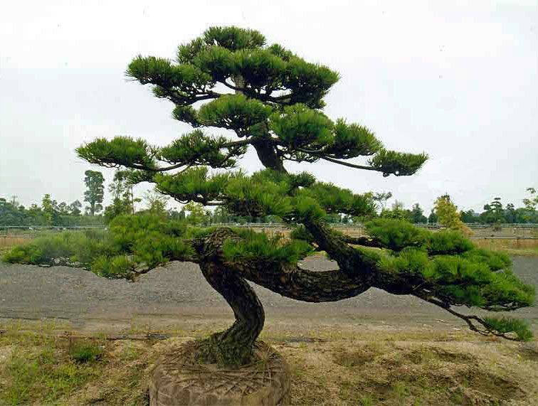 [12348252-7-8-b-b] Japanese Black Pine - B&B (7-8' B&B)