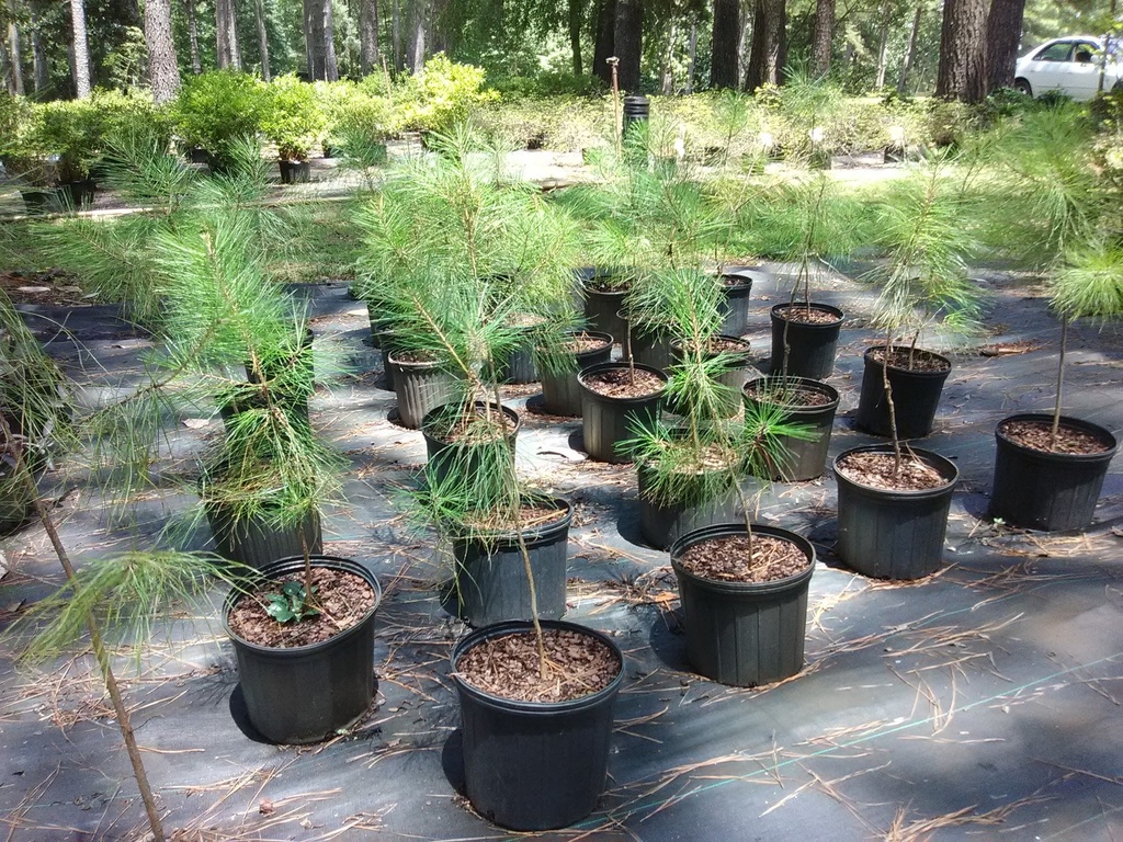[12348251-3g-container] Loblolly Pine - Pinus taeda (3 gallon container)