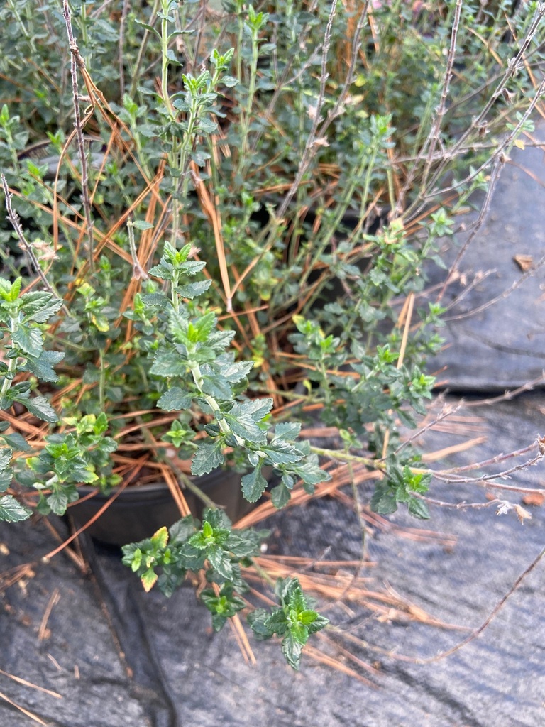 [wall-germander-2g-container] Wall Germander (Teucrium chamaedrys) - Evergreen Perennial