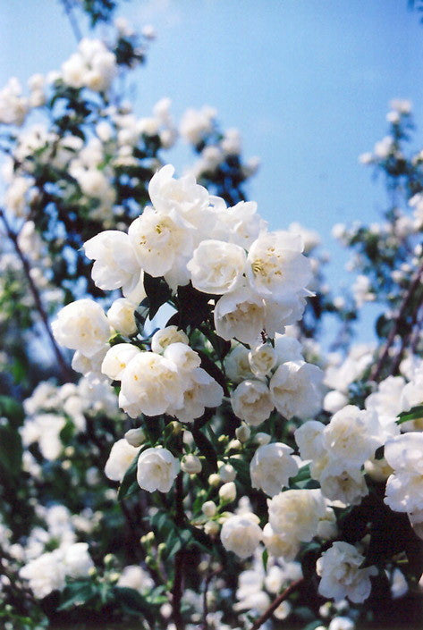 [12348229-2g-container-sold-out] Mock Orange - Fragrant White Flowering Shrub (2 gallon container)
