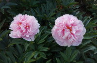 [12348220-2g-container] Sarah Bernhardt Peony - Fragrant Pink Flowering Perennial (2 gallon container)