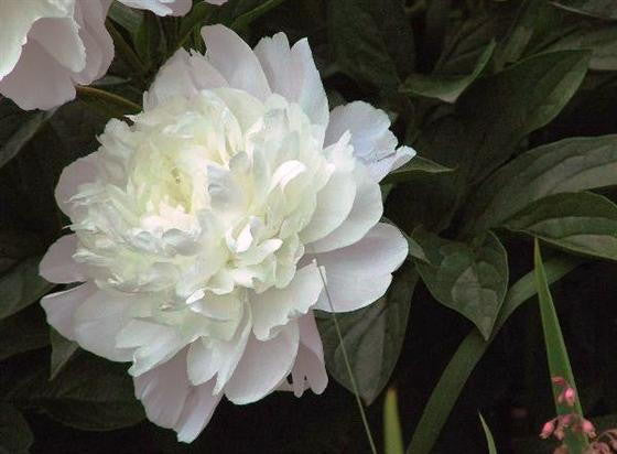 [12348216-3g-container] Duchesse de Nemours Peony – Double White Fragrant Blooms