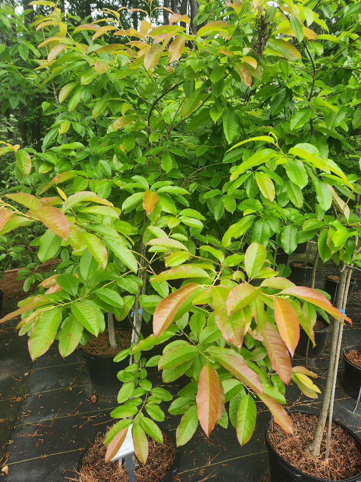[12348212-15g-container] Sourwood Tree (Oxydendrum arboreum) - Native Deciduous (15 gallon container)