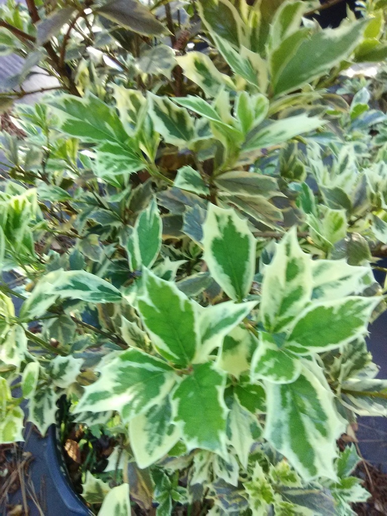 [12348211-3g-container] Variegated Osmanthus False Holly - Osmanthus heterophyllus (3 gallon container)